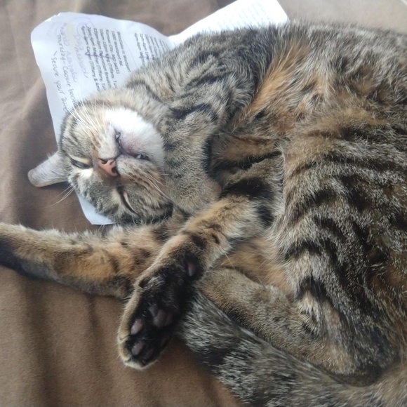 Meet your Posher, Nikki - Picture 5 of 13